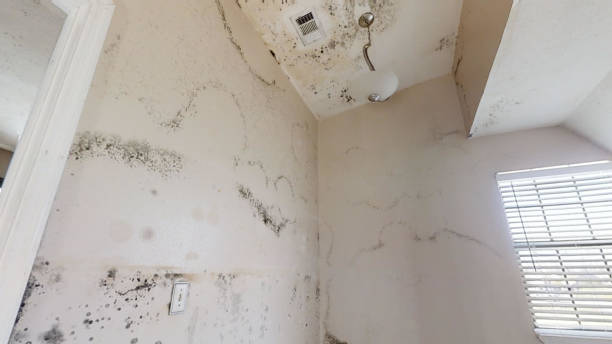Best Environmental Consulting for Mold Prevention  in Five Forks, SC