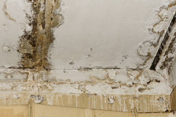 Best Indoor Air Quality Assessment  in Five Forks, SC