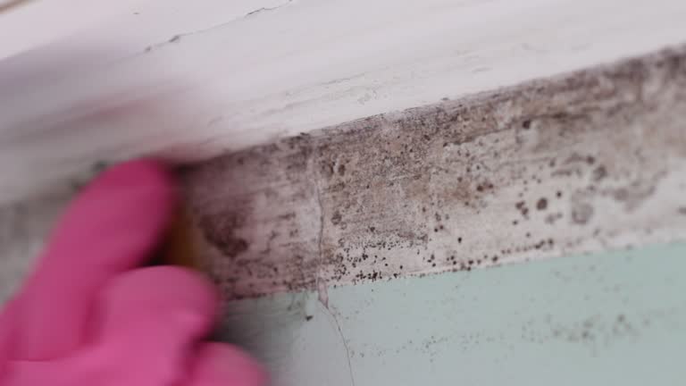 Best Mold Prevention Services  in Five Forks, SC